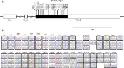 Novel Single Nucleotide Polymorphisms (SNPs) and Genetic Features of the Prion Protein Gene (PRNP) in Quail (Coturnix japonica)